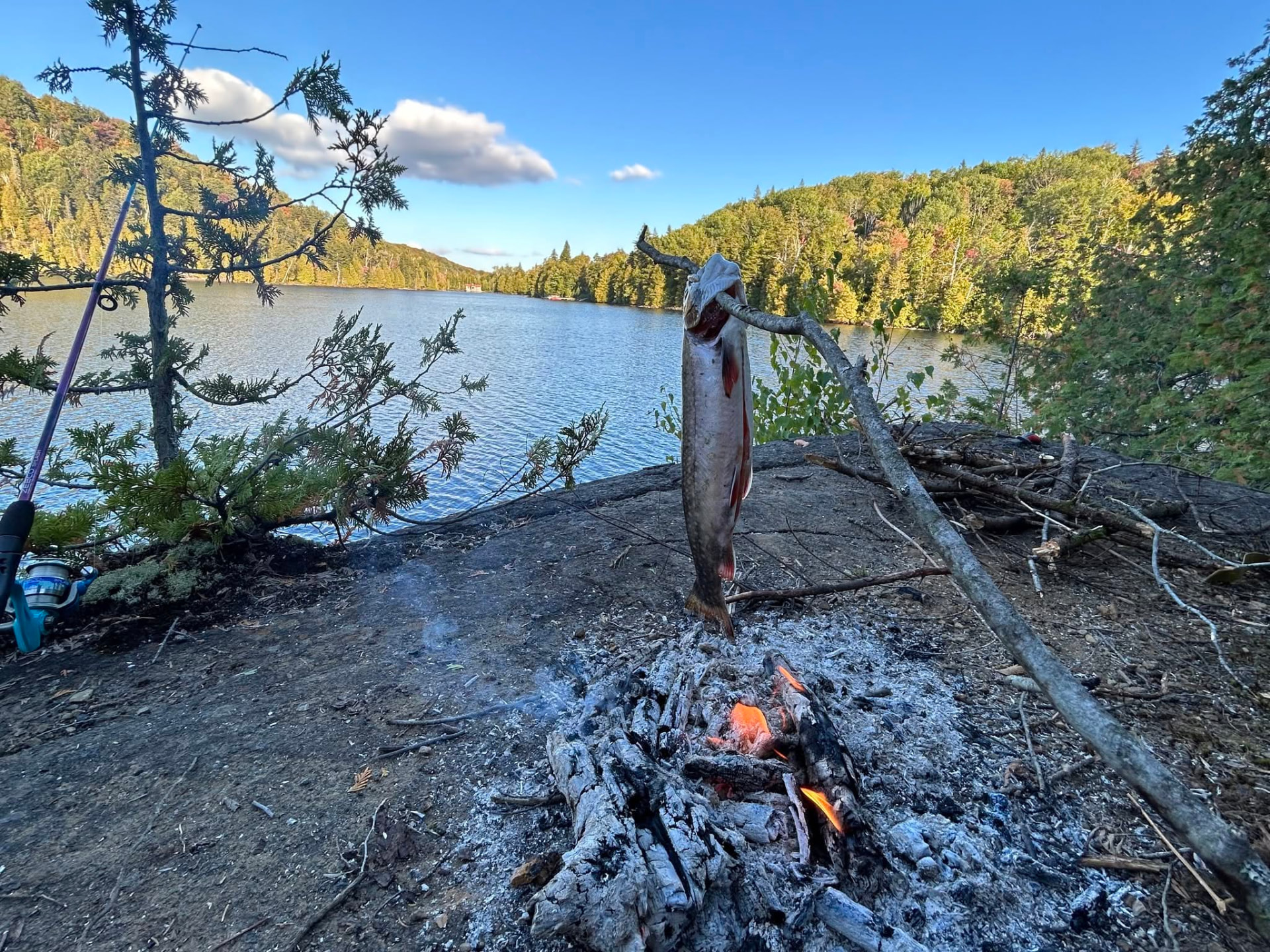 Truite grise (touladi) suspendue au-dessus d'un feu de camp au bord d'un lac de Lanaudière