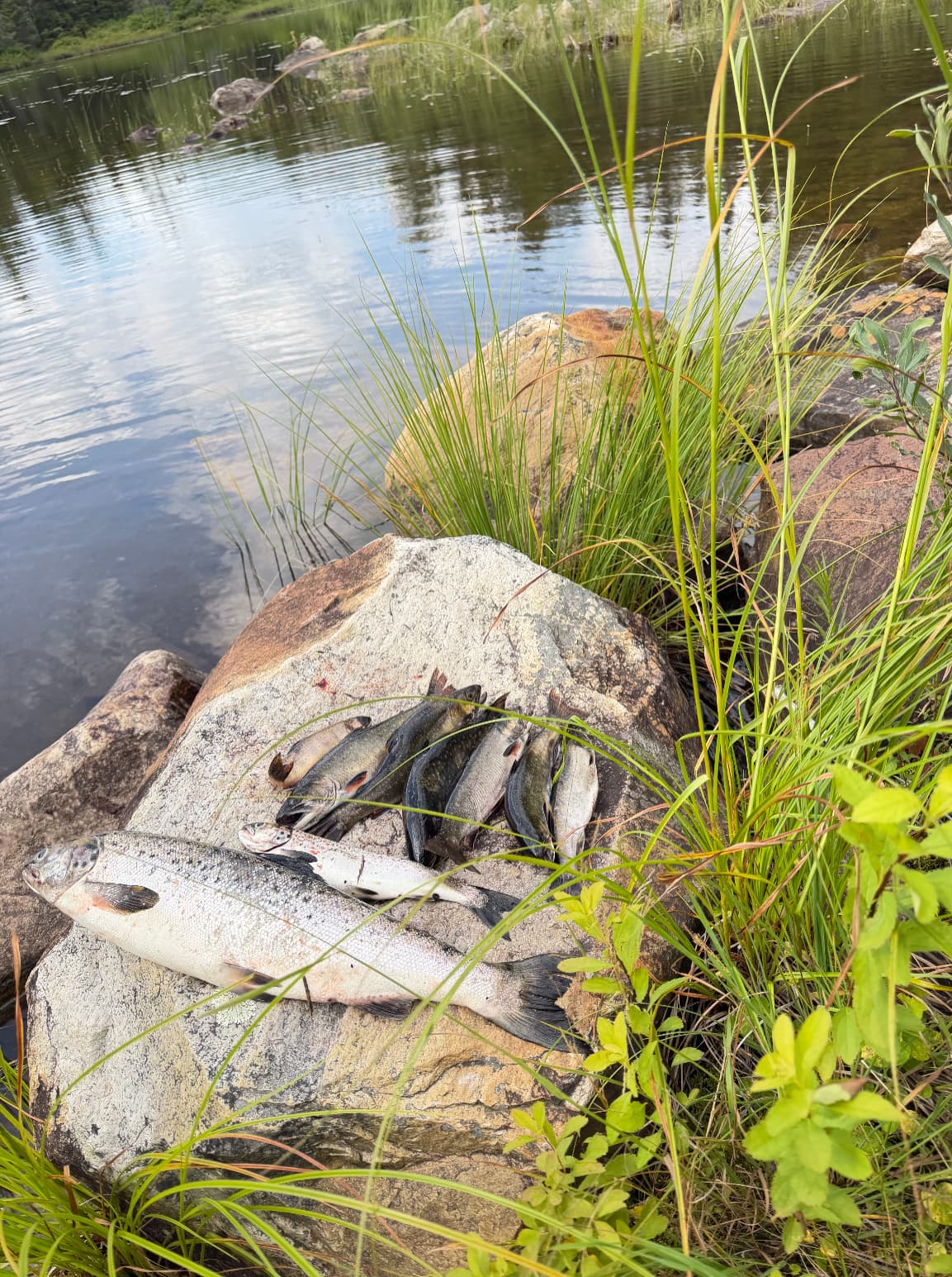 Ouananiche et truites mouchetées déposées sur une roche au bord d'un lac de Lanaudière