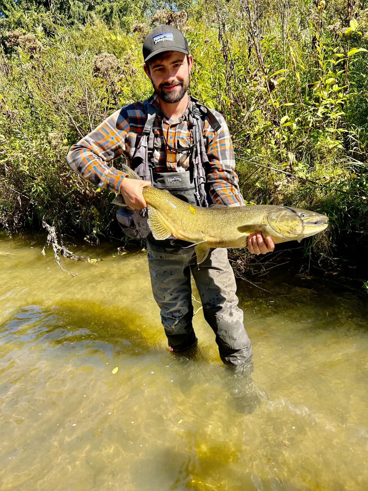 Pêcheur en waders tenant un gros saumon Chinook dans un ruisseau peu profond bordé de végétation d’automne