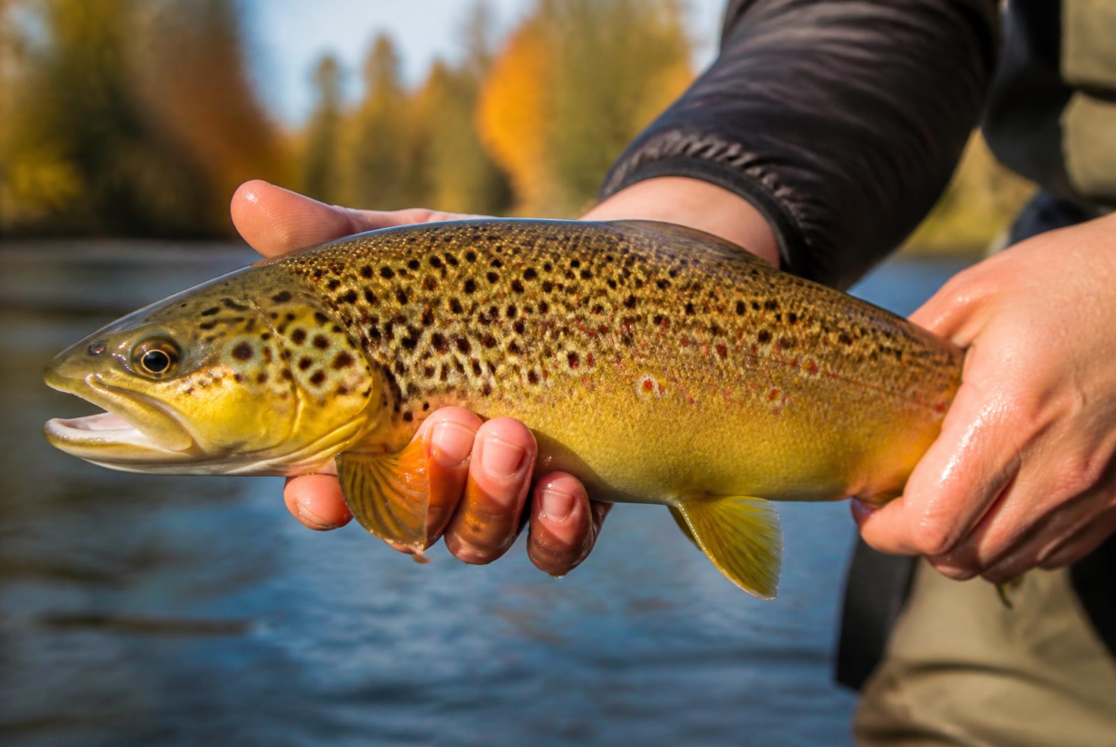 Truite brune aux flancs dorés tachetés tenue au-dessus d'une rivière