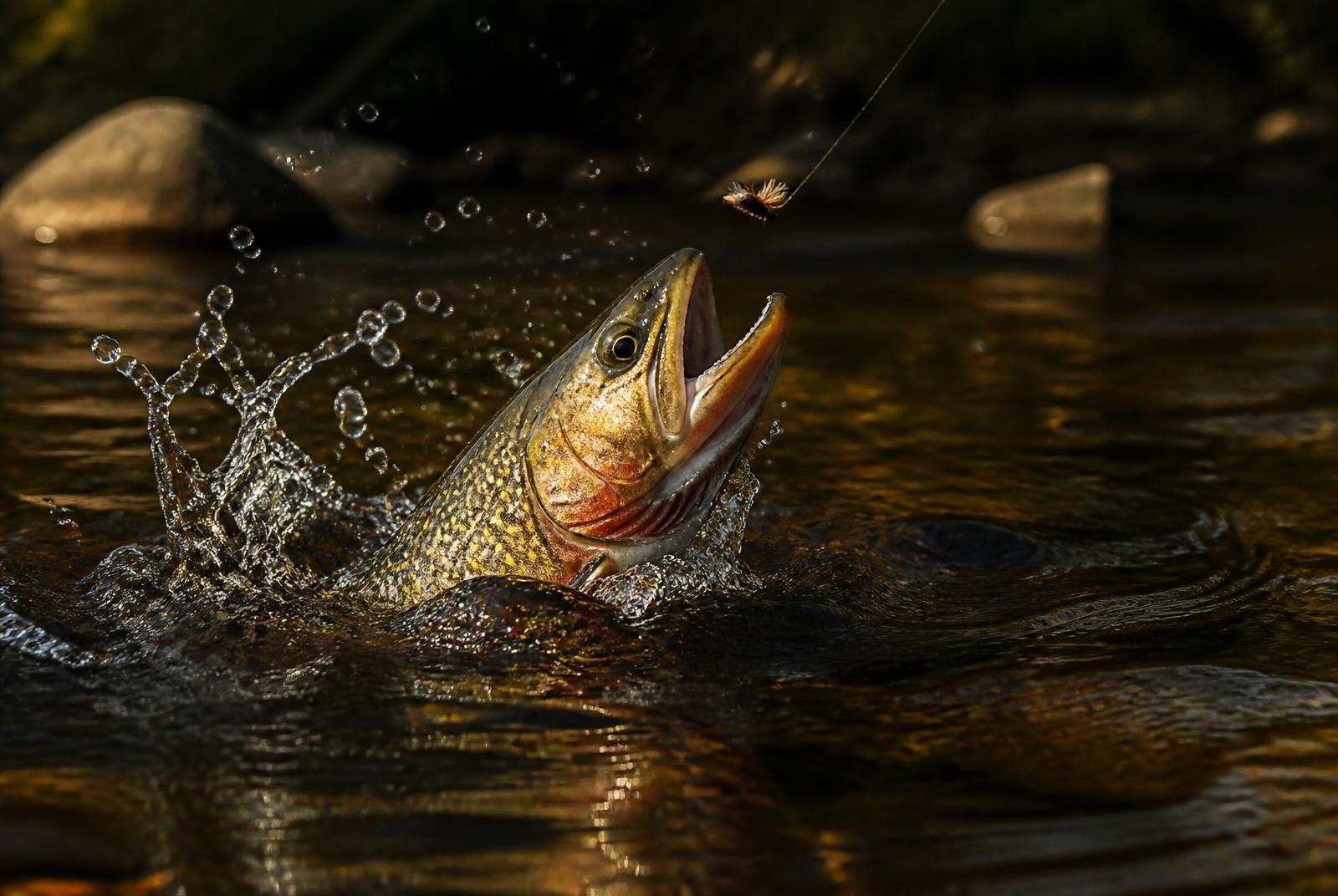 Truite mouchetée qui gobe une mouche sèche à la surface d'une fosse de rivière